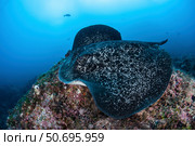 A large black-blotched stingray swims over the rocky seafloor. Стоковое фото, фотограф Ethan Daniels/Stocktrek Images / ТАСС / Фотобанк Лори