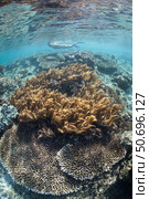 A snorkeler explores a shallow lagoon in Raja Ampat. Стоковое фото, фотограф Ethan Daniels/Stocktrek Images / ТАСС / Фотобанк Лори