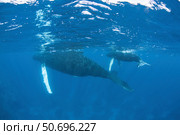 Mother and calf humpback whales  swimming just under the surface. Стоковое фото, фотограф Ethan Daniels/Stocktrek Images / ТАСС / Фотобанк Лори