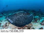 A large black-blotched stingray swims over the rocky seafloor. Стоковое фото, фотограф Ethan Daniels/Stocktrek Images / ТАСС / Фотобанк Лори