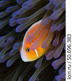 Pink anemonefish (Amphiprion perideraion), Yap, Micronesia. Стоковое фото, фотограф Andreas Schumacher/Stocktrek Images / ТАСС / Фотобанк Лори