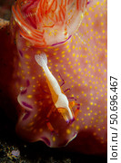 Emperor commensal shrimp on a nudibranch, North Sulawesi. Стоковое фото, фотограф Mathieu Meur/Stocktrek Images / ТАСС / Фотобанк Лори