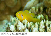 Citron goby (Gobiodon citrinus), Red Sea, Egypt. Стоковое фото, фотограф Andreas Schumacher/Stocktrek Images / ТАСС / Фотобанк Лори
