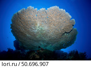 Large staghorn coral, Christmas Island, Australia. Стоковое фото, фотограф Mathieu Meur/Stocktrek Images / ТАСС / Фотобанк Лори