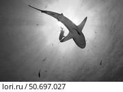 Gray Reef Shark, Kimbe Bay, Papua New Guinea. Стоковое фото, фотограф Steve Jones/Stocktrek Images / ТАСС / Фотобанк Лори