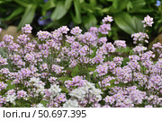 Arabis - an early spring flower, primrose. Стоковое фото, фотограф Володина Ольга / Фотобанк Лори