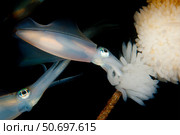 Bigfin reef squid tending eggs along a buoy line, Lembeh Strait, Indonesia. Стоковое фото, фотограф Steve Jones/Stocktrek Images / ТАСС / Фотобанк Лори