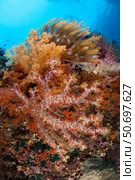 Colorful soft corals adorn the stunning reefs of southern Raja Ampat. Стоковое фото, фотограф Steve Jones/Stocktrek Images / ТАСС / Фотобанк Лори