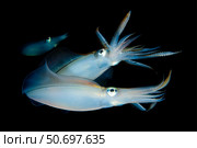 Bigfin reef squid tending eggs along a buoy line, Lembeh Strait, Indonesia. Стоковое фото, фотограф Steve Jones/Stocktrek Images / ТАСС / Фотобанк Лори