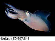 Bigfin reef squid tending eggs along a buoy line, Lembeh Strait, Indonesia. Стоковое фото, фотограф Steve Jones/Stocktrek Images / ТАСС / Фотобанк Лори