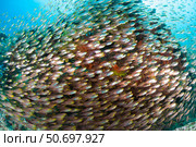 School of golden sweeper fish, Raja Ampat, Indonesia. Стоковое фото, фотограф Steve Jones/Stocktrek Images / ТАСС / Фотобанк Лори
