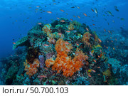 A current sweeps across a colorful coral reef in Indonesia. Стоковое фото, фотограф Ethan Daniels/Stocktrek Images / ТАСС / Фотобанк Лори