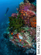 A diver hovers above a colorful coral reef. Стоковое фото, фотограф Ethan Daniels/Stocktrek Images / ТАСС / Фотобанк Лори
