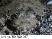 A camouflaged horned flathead lays hidden on a sandy slope. Стоковое фото, фотограф Ethan Daniels/Stocktrek Images / ТАСС / Фотобанк Лори