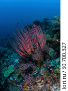 A colony of sea whips grows on a coral reef in Indonesia. Стоковое фото, фотограф Ethan Daniels/Stocktrek Images / ТАСС / Фотобанк Лори