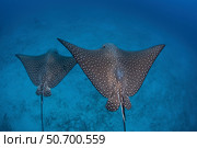A large black-blotched stingray swims over the rocky seafloor. Стоковое фото, фотограф Ethan Daniels/Stocktrek Images / ТАСС / Фотобанк Лори