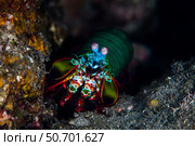 A peacock mantis shrimp crawls across a reef in Komodo National Park. Стоковое фото, фотограф Ethan Daniels/Stocktrek Images / ТАСС / Фотобанк Лори