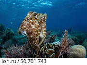 A broadclub cuttlefish hovers above a beautiful coral reef in Komodo National Park. Стоковое фото, фотограф Ethan Daniels/Stocktrek Images / ТАСС / Фотобанк Лори