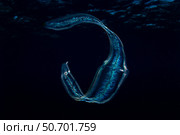 An irridescent Venus girdle drifts in dark water, Komodo National Park. Стоковое фото, фотограф Ethan Daniels/Stocktrek Images / ТАСС / Фотобанк Лори