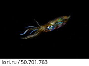 A bigfin reef squid off the coast of Komodo Island in Komodo National Park. Стоковое фото, фотограф Ethan Daniels/Stocktrek Images / ТАСС / Фотобанк Лори
