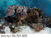 Reef fish swimming above a coral reef in the Lesser Sunda Islands. Стоковое фото, фотограф Ethan Daniels/Stocktrek Images / ТАСС / Фотобанк Лори