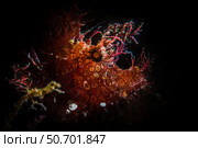 Rhinopias frondosa, backlit with snoot, Anilao, Philippines. Стоковое фото, фотограф Brook Peterson/Stocktrek Images / ТАСС / Фотобанк Лори