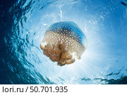 A white-spotted jellyfish drifts in a strong current in the Lesser Sunda Islands. Стоковое фото, фотограф Ethan Daniels/Stocktrek Images / ТАСС / Фотобанк Лори