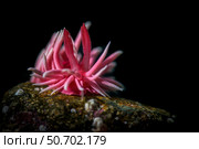 Hopkins Rose under a snoot, Southern California. Стоковое фото, фотограф Brook Peterson/Stocktrek Images / ТАСС / Фотобанк Лори