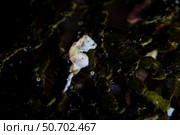 A Pontohi pygmy seahorse (Hippocampus pontohi) clings to algae on a reef. Стоковое фото, фотограф Ethan Daniels/Stocktrek Images / ТАСС / Фотобанк Лори