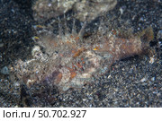 A highly venomous and well-camouflaged spiny devilfish. Стоковое фото, фотограф Ethan Daniels/Stocktrek Images / ТАСС / Фотобанк Лори