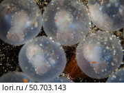 Flamboyant cuttlefish embryos on the sea floor in Lembeh Strait, Indonesia. Стоковое фото, фотограф Ethan Daniels/Stocktrek Images / ТАСС / Фотобанк Лори