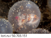 Flamboyant cuttlefish embryos on the sea floor in Lembeh Strait, Indonesia. Стоковое фото, фотограф Ethan Daniels/Stocktrek Images / ТАСС / Фотобанк Лори
