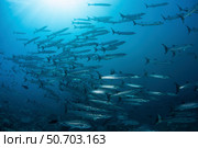 A school of blackfin barracuda swimming in the blue waters of the Solomon Islands. Стоковое фото, фотограф Ethan Daniels/Stocktrek Images / ТАСС / Фотобанк Лори