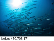 A school of blackfin barracuda swimming in the blue waters of the Solomon Islands. Стоковое фото, фотограф Ethan Daniels/Stocktrek Images / ТАСС / Фотобанк Лори