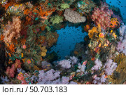 Vibrant soft corals, Dendronephthya sp., thrive in Raja Ampat, Indonesia. Стоковое фото, фотограф Ethan Daniels/Stocktrek Images / ТАСС / Фотобанк Лори