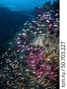 Small fish and colorful corals thrive on a reef in Raja Ampat, Indonesia (2019 год). Стоковое фото, фотограф Ethan Daniels/Stocktrek Images / ТАСС / Фотобанк Лори