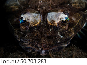 A thorny flathead, Rogadius pristiger, waiting to ambush prey. Стоковое фото, фотограф Ethan Daniels/Stocktrek Images / ТАСС / Фотобанк Лори