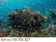 Cardinalfish swarm over a coral reef in a remote part of Raja Ampat, Indonesia (2019 год). Стоковое фото, фотограф Ethan Daniels/Stocktrek Images / ТАСС / Фотобанк Лори