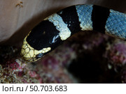 A large banded sea snake, Laticauda colubrina. Стоковое фото, фотограф Ethan Daniels/Stocktrek Images / ТАСС / Фотобанк Лори