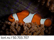 An Amphiprion ocellaris clownfish snuggles into the tentacles of its host anemone. Стоковое фото, фотограф Ethan Daniels/Stocktrek Images / ТАСС / Фотобанк Лори