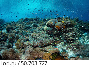 Small, colorful fish swim above a beautiful coral reef in Alor, Indonesia. Стоковое фото, фотограф Ethan Daniels/Stocktrek Images / ТАСС / Фотобанк Лори