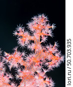 Soft coral, Bondok, Farasan Banks, Mar Mar Island north, Saudi Arabia. Стоковое фото, фотограф Morten Beier/Stocktrek Images / ТАСС / Фотобанк Лори