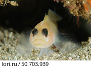 Blenny, Todos Santos Island, Mexico. Стоковое фото, фотограф Morten Beier/Stocktrek Images / ТАСС / Фотобанк Лори