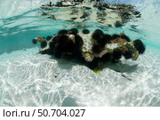 Sea urchins on piece of dead coral, Mnemba Atoll, Zanzibar, Tanzania. Стоковое фото, фотограф Morten Beier/Stocktrek Images / ТАСС / Фотобанк Лори