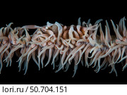A zanzibar whip coral shrimp camouflages itself on its host octocoral. Стоковое фото, фотограф Ethan Daniels/Stocktrek Images / ТАСС / Фотобанк Лори