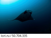 Manta ray, Koh Racha Noi, Thailand. Стоковое фото, фотограф Morten Beier/Stocktrek Images / ТАСС / Фотобанк Лори