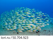 Schooling bluestripe snapper, Lutjanus kasmira, in Hawaii. Стоковое фото, фотограф David Fleetham/Stocktrek Images / ТАСС / Фотобанк Лори