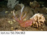 Male oval oval squid, (Sepioteuthis lessoniana), Hawaii. Стоковое фото, фотограф David Fleetham/Stocktrek Images / ТАСС / Фотобанк Лори
