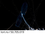 The siphonophore, Praya dubia, casting hundreds of gossamer tentacles out to snare plankton. Стоковое фото, фотограф David Fleetham/Stocktrek Images / ТАСС / Фотобанк Лори