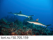 Three silvertip sharks swimming over a rocky reef, Socorro Island, Mexico. Стоковое фото, фотограф Brook Peterson/Stocktrek Images / ТАСС / Фотобанк Лори